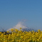 菜の花と富士山