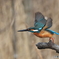 今日のカワセミ 飛び出し②