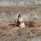 Prairie Dog