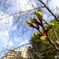 河津桜の蕾