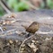 お立ち台のミソサザイ(鷦鷯)