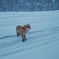 キタキツネ