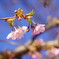河津桜　５