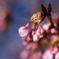 早い桜