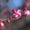 ピンク色の梅