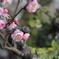 梅の花