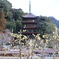 蝋梅と五重塔2