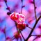 早春、紅梅開花