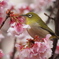 熱海桜とメジロ　2026