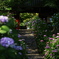 紫陽花の参道