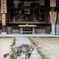 古寺の昼下がり