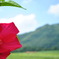 夏