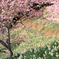 水仙の群生と河津桜