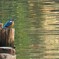 カワセミさん
