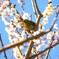 満開にウメジロー