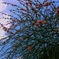 枝垂れ桜