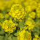 菜の花