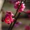 紅梅