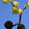蝋梅の花と実