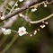 梅　花