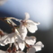 桜１