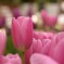チューリップ