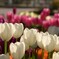 チューリップ-3