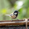 餌ゲットしたシジュウカラさん