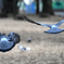 飛んで行く鳩