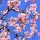 南房総の河津桜