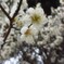 梅の花