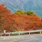 下りカーブの紅葉