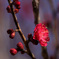 紅梅開花一輪