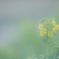 「Foreground bokeh」
