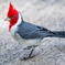 Red-crested cardinal