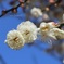 梅の花