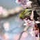 河津桜とメジロ。