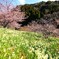 一面の水仙と開花した河津桜