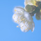 青空に映える白梅の花