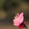 華やかな梅5