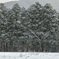 雪の森