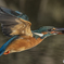 カワセミ③