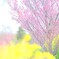 梅と菜の花～花菜ガーデン