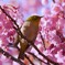 寒緋桜とメジロ
