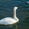 swan at 15:30 Jan,31 2026