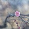春はまだかと梅心地…