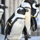 ペンギン
