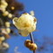 霞野神社の蝋梅(1)