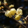 霞野神社の蝋梅(2)