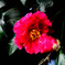  赤い山茶花  